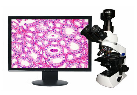 生物數(shù)碼顯微鏡