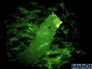 轉基因果蠅幼蟲