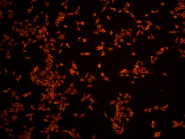 圖片3.jpg 圖片3.jpg